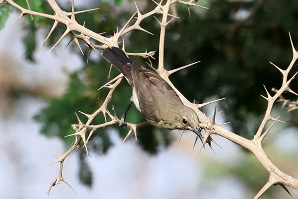 Beautiful Sunbird